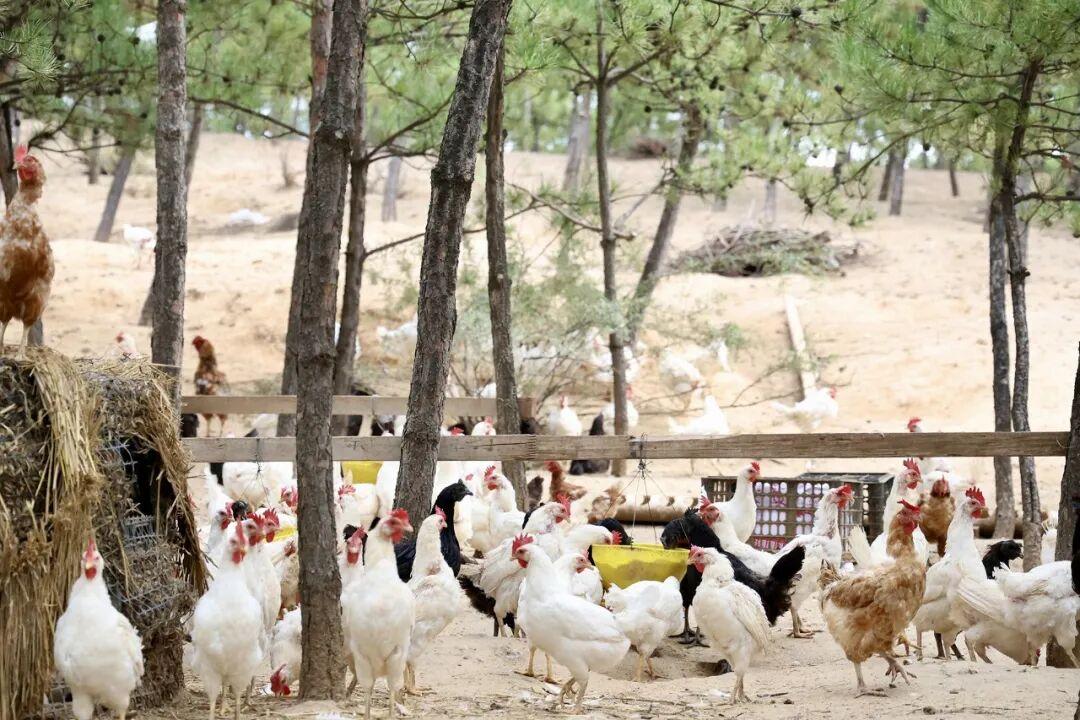 榆阳区：林下经济“点绿成金” 实现生态效益双丰收