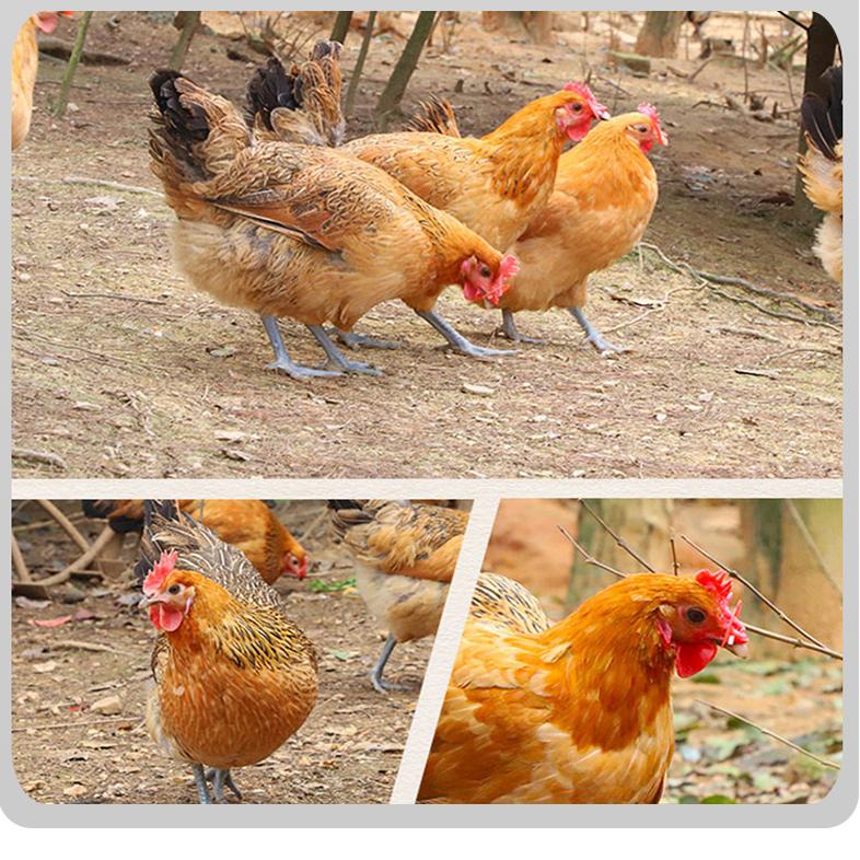 乌拉特前旗人民政府