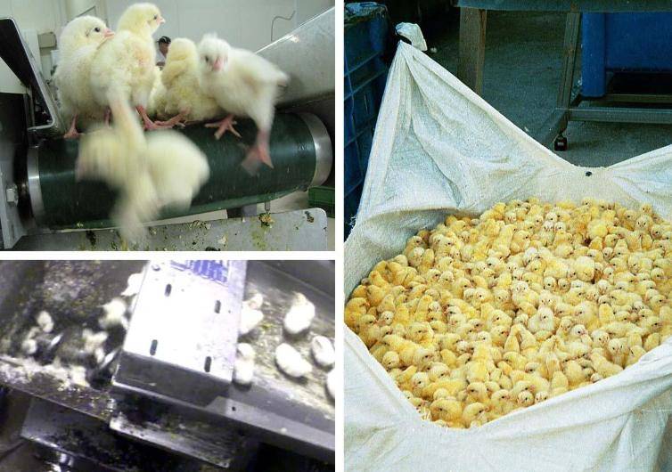 每年约70亿只小鸡刚出生就被丢进绞肉机做成宠粮为啥这么做？