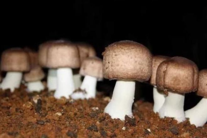 它被誉为“菌中之王”！肉质肥厚、香气独特且营养极高咋做好吃